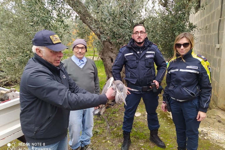 L'airone cinesino recuperato dalla Polizia Locale