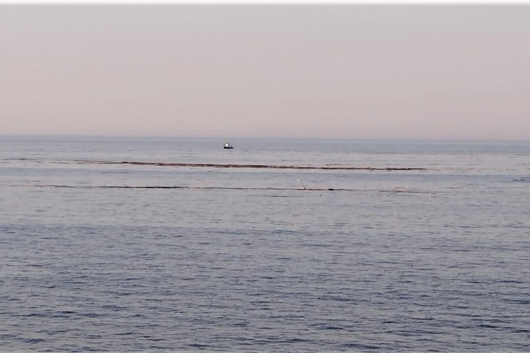 Tronchi e rami in mare. <span>Foto Nicola Depalo </span>