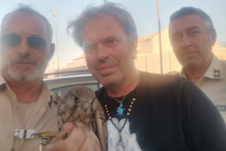 Il gheppio recuperato dalle Guardie Campestri