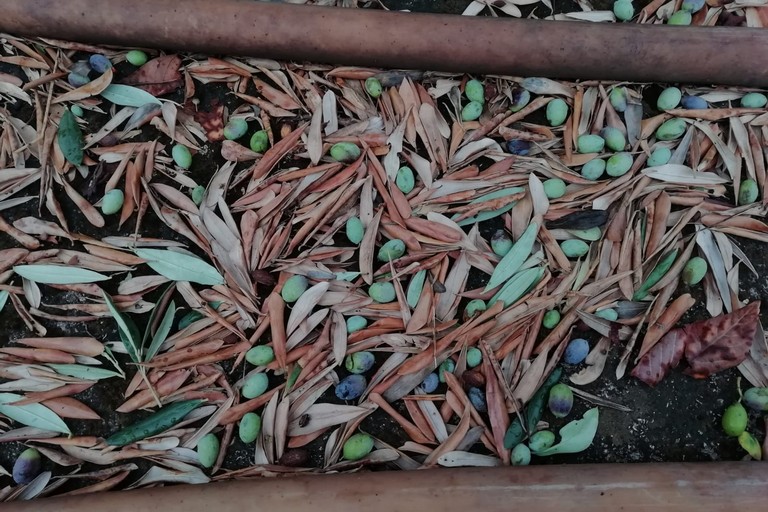 Olive per terra