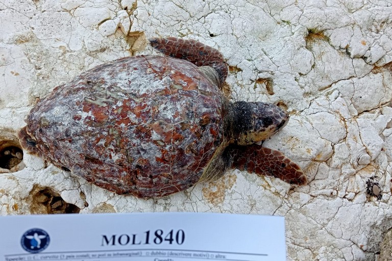 La tartaruga spiaggiata sul lungomare di Ponente