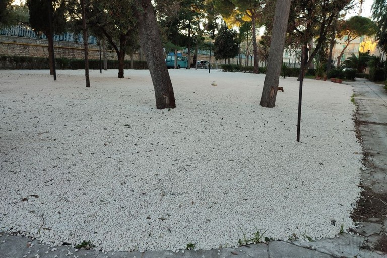 Giardino IVE