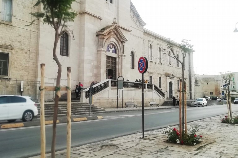 Piante di jacaranda in piazza V. Emanuele II. <span>Foto Giuseppe Palmiotto </span>