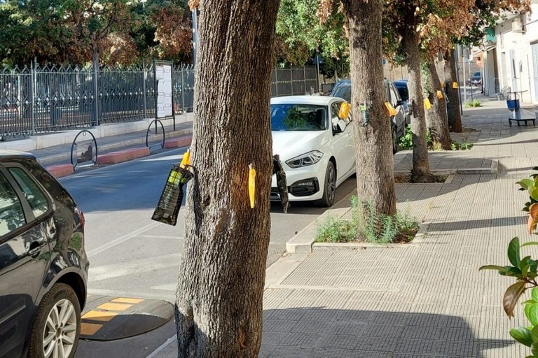 Interventi sui lecci