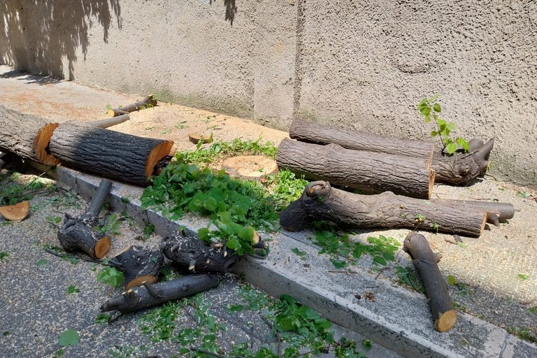 Alberi tagliati in viale De Gaetano