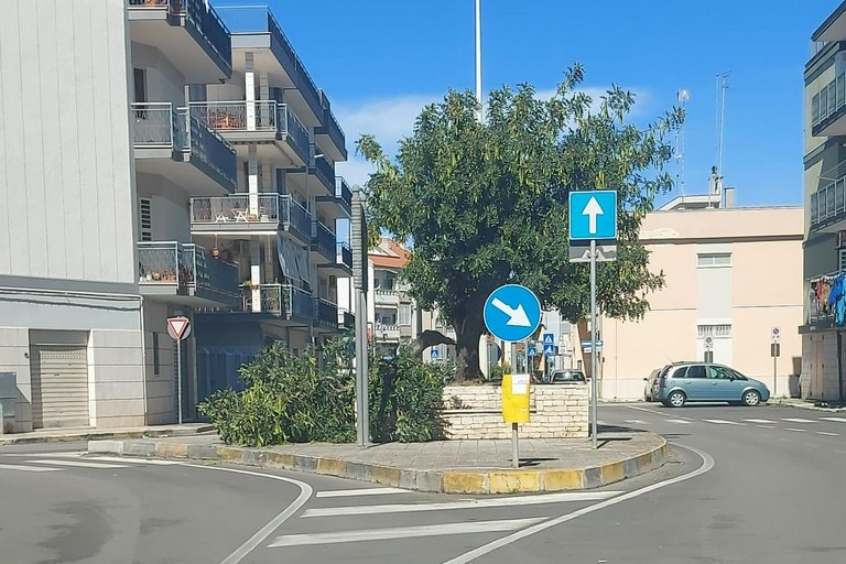 Ramo di carrubo caduto