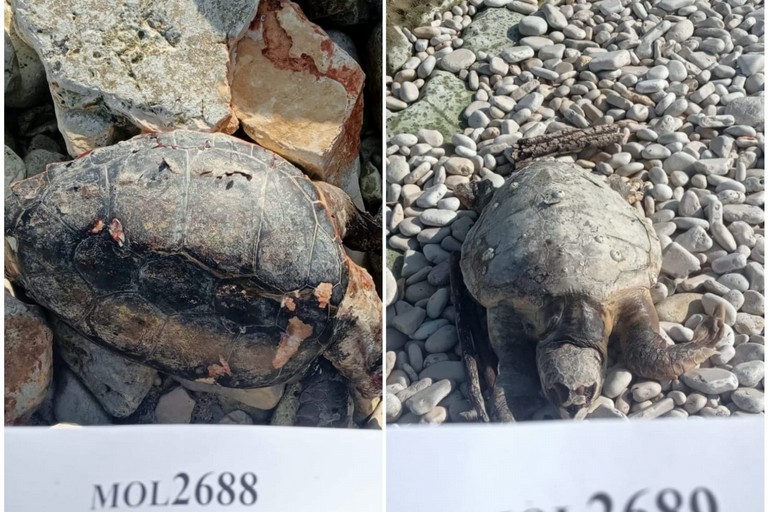 Le due tartarughe rinvenute sulla spiaggia di Giovinazzo