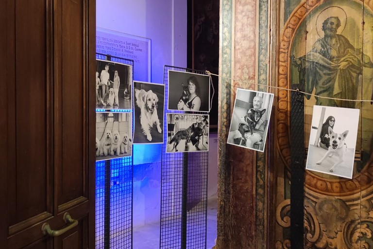 Mostra Palmiotto Ditillo