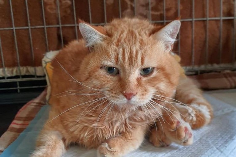 Il gatto Lucio. <span>Foto I Felini di Giovinazzo</span>