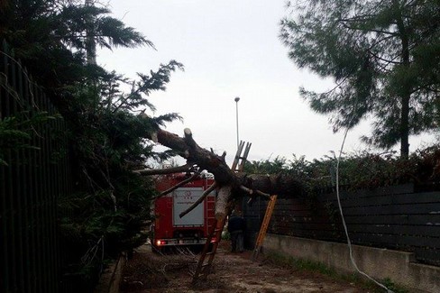 albero abbattuto