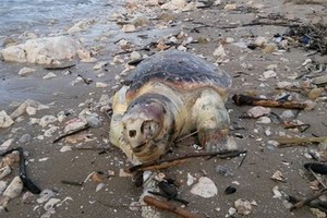 Una tartaruga