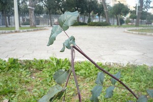 L'albero di carrubo