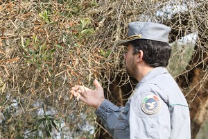 L'inchiesta sulla Xylella fastidiosa