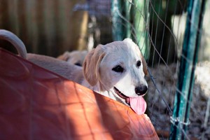 La Lega del Cane cerca approvigionamenti idrici. <span>Foto Lega del Cane Giovinazzo</span>