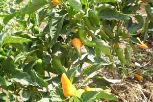 peperoni