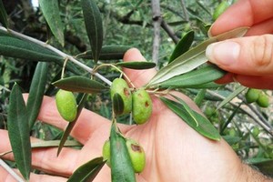 Olive