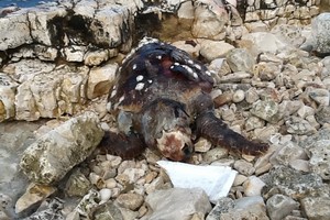Una tartaruga spiaggiata