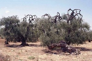 Ulivi Bitonto2