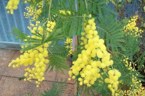 Mimosa