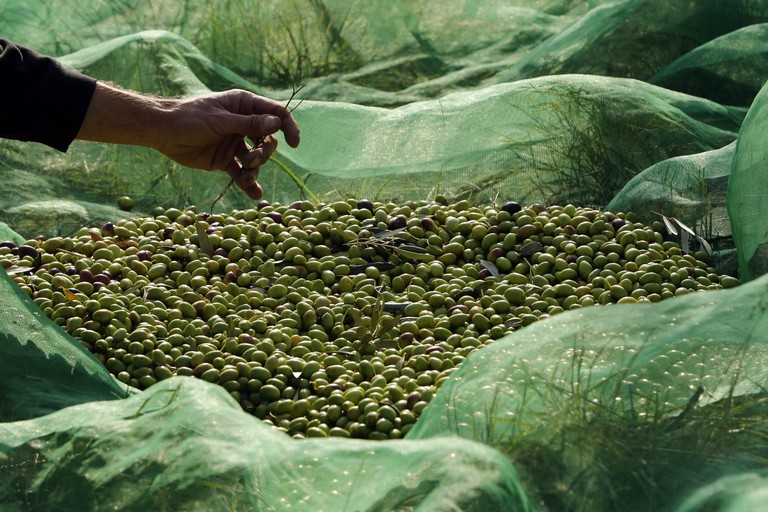 Le olive