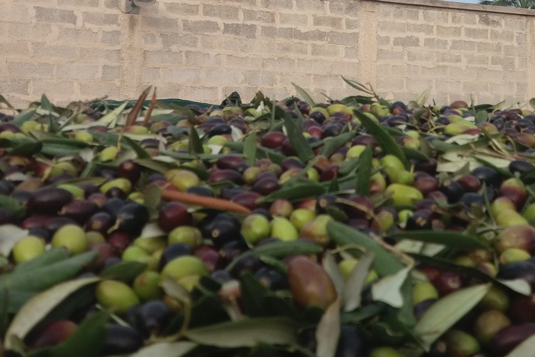 Olive appena raccolte