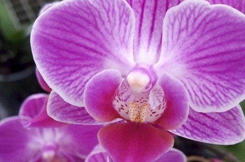 Orchidea Phalaenopsis