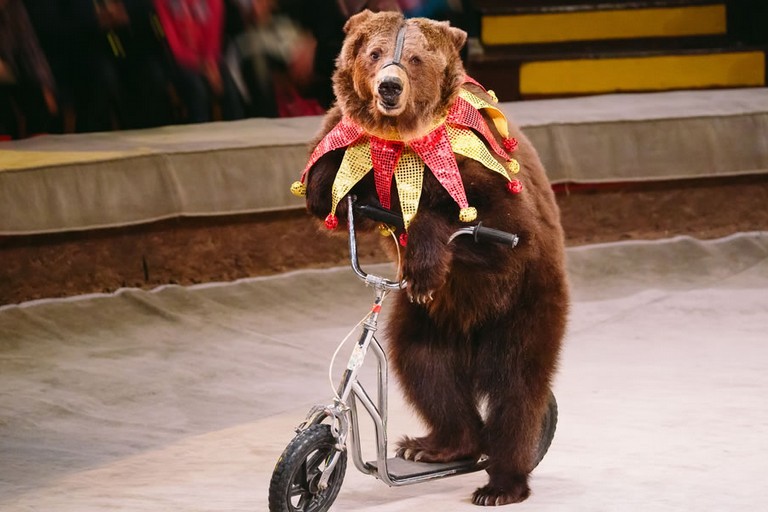 Animali al circo