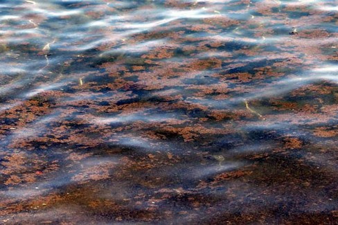 L'alga tossica
