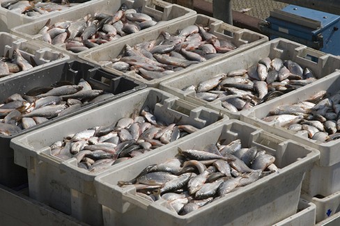 Pesce in vendita