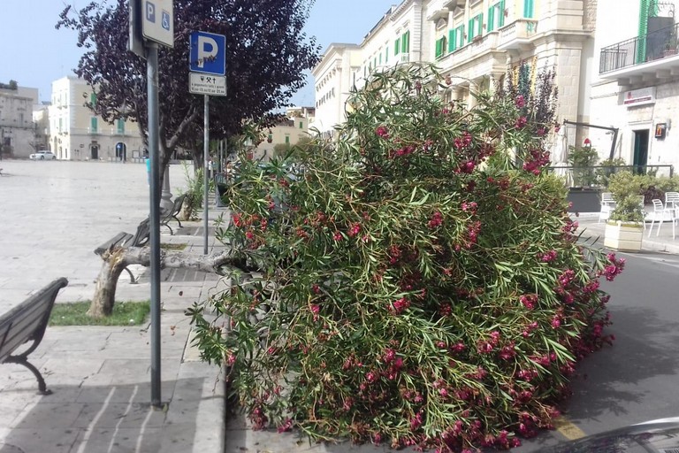 Alberi caduti in piazza. <span>Foto Lucia Frascolla</span>