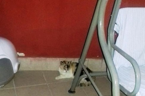 Pupa nella sua nuova casa