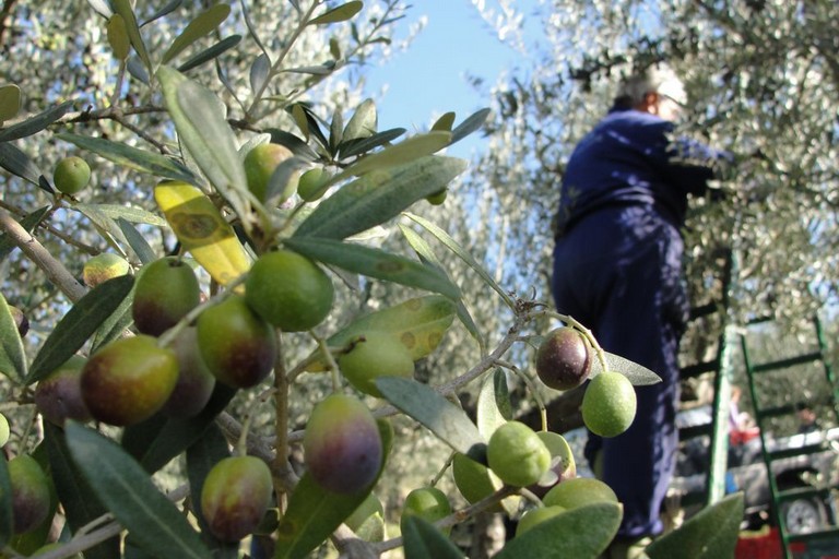 La raccolta delle olive