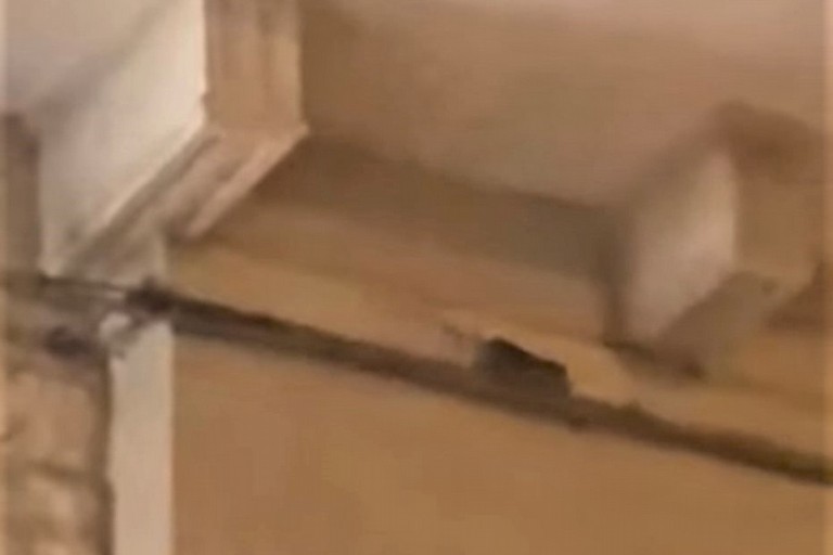 Ratto