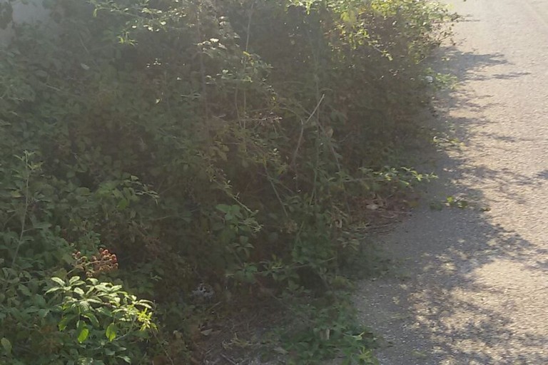 Rovi invadono la piccola carreggiata. <span>Foto P.S. </span>