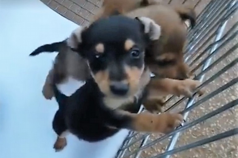 I cuccioli salvati. <span>Foto Lega del Cane Giovinazzo</span>