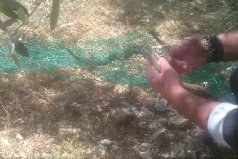 Serpente cervone salvato da wwf