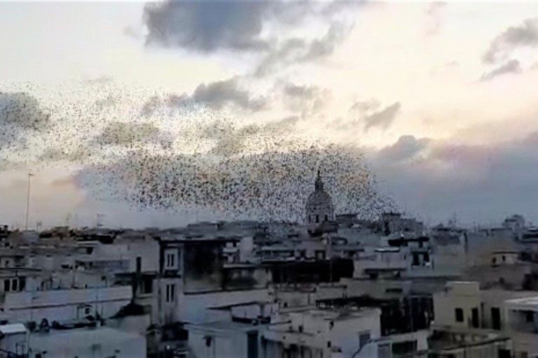 Gli storni volteggiano al tramonto