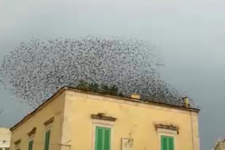 Volo