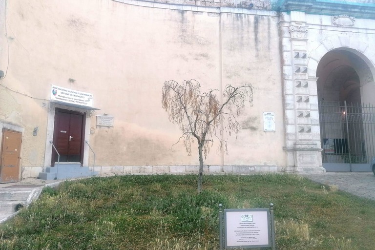 Ulivi Istituto Vittorio Emanuele II. <span>Foto Giuseppe Dalbis</span>