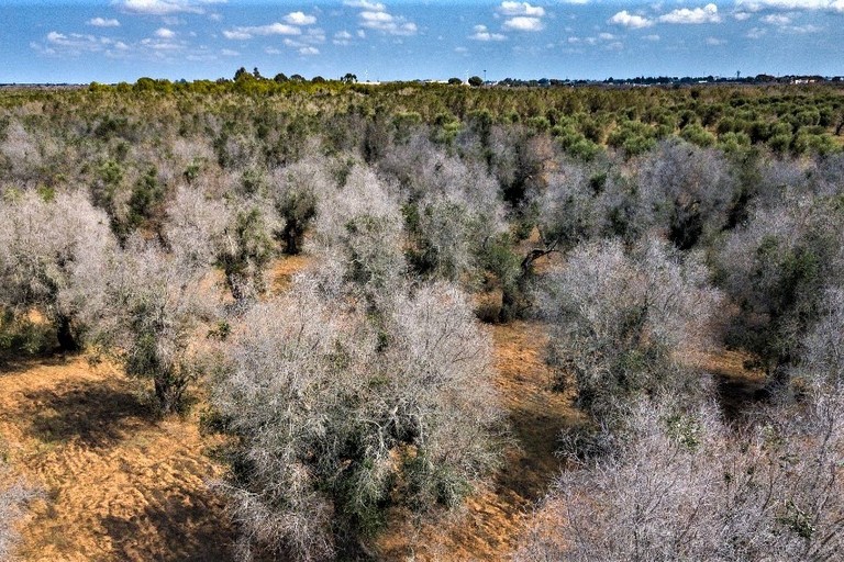 Xylella