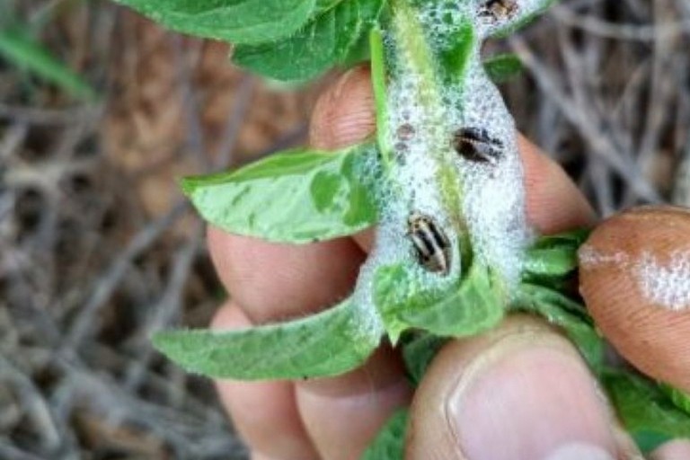 Xylella